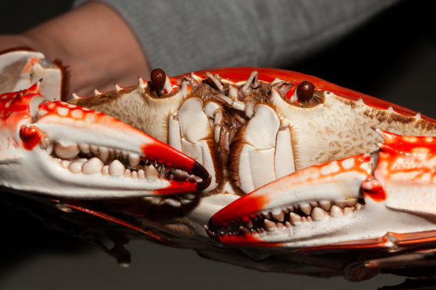 清蒸螃蟹图片下载