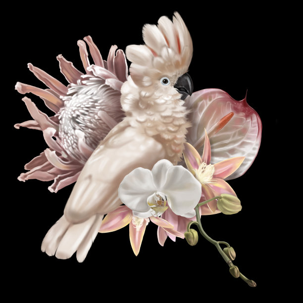 鹤望兰热带花束，粉色凤头鹦鹉、帝王花、红掌和兰花逼真插画图片下载