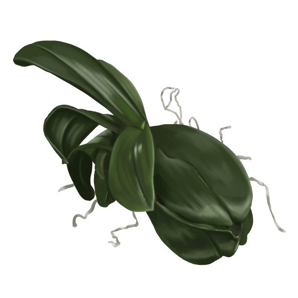 水彩叶兰花。蝴蝶兰是一种现实的热带植物。孤立的插图图片下载