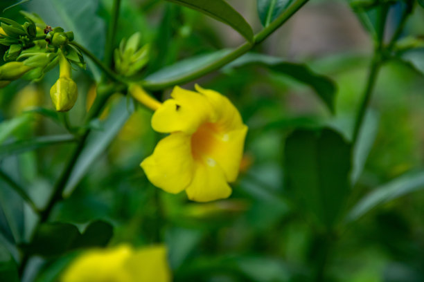 花生长在花园里图片下载