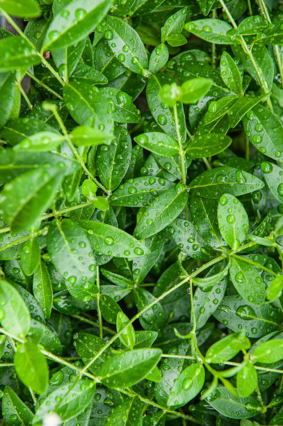 抽象的自然背景与绿色的植物叶子和雨滴图片下载
