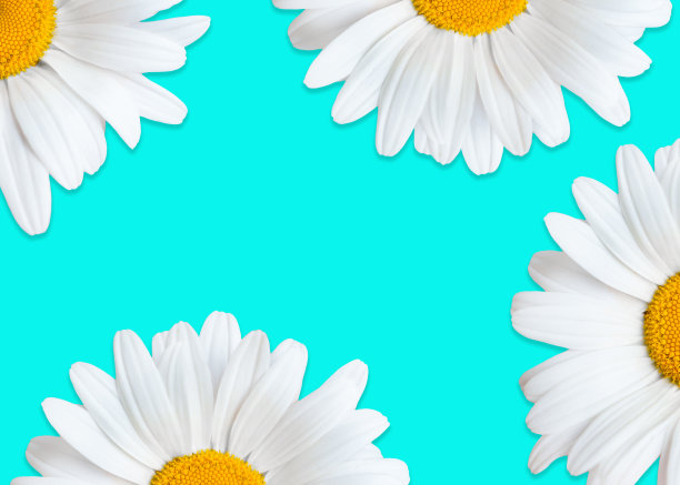 雏菊背景与拷贝空间图片下载