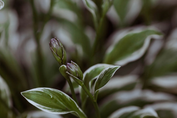 背景图像为绿色。自然、环保的自然背景。宿主花绿叶的纹理。宿主植物开花。抄写课文的地方图片下载