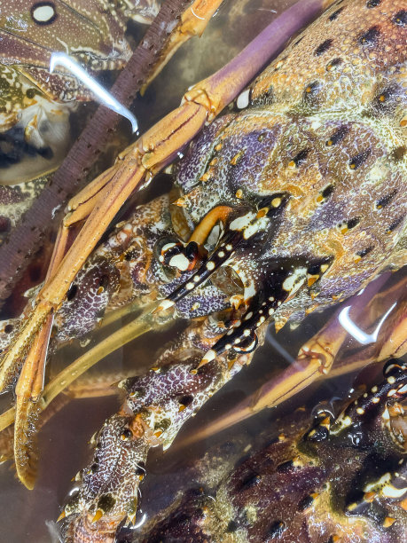 近距离观察龙虾。在海鲜市场出售。图片下载