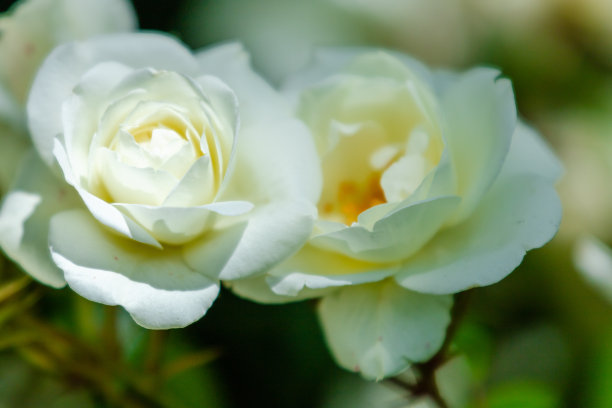 花在花园图片下载