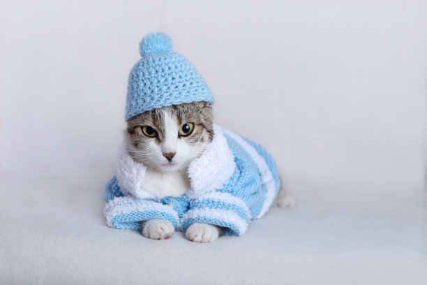戴蓝帽子穿蓝毛衣的猫躺着看着镜头。小猫的肖像。大眼睛的猫。白色背景的小猫。文本。新年贺卡快乐。虎斑。宠物护理。图片下载