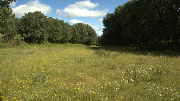 有花和树的神奇田野图片下载