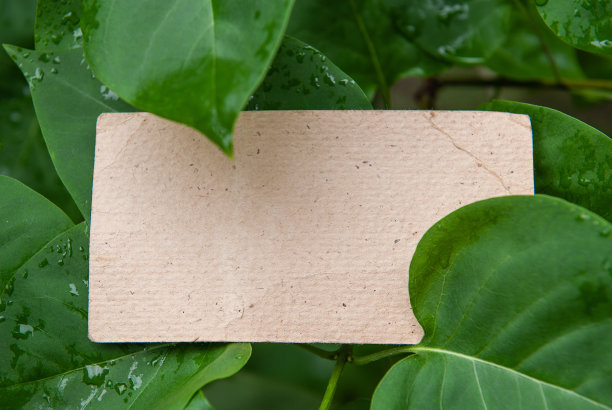 在潮湿的绿叶上模拟白色的空的旧的老式纸卡图片下载