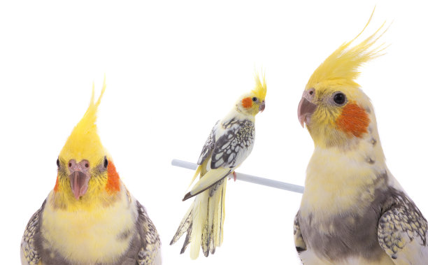 在白色背景上孤立的斑鹦鹉图片下载