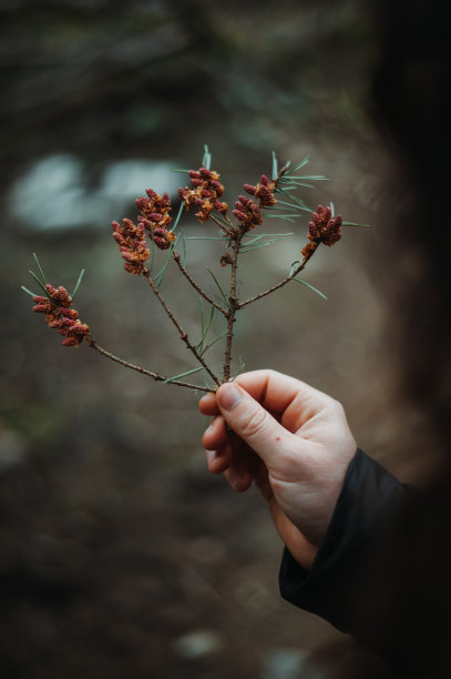 手握松枝的特写图片下载