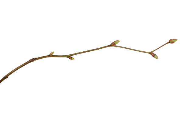具幼芽的分枝在白色背景上离生图片下载