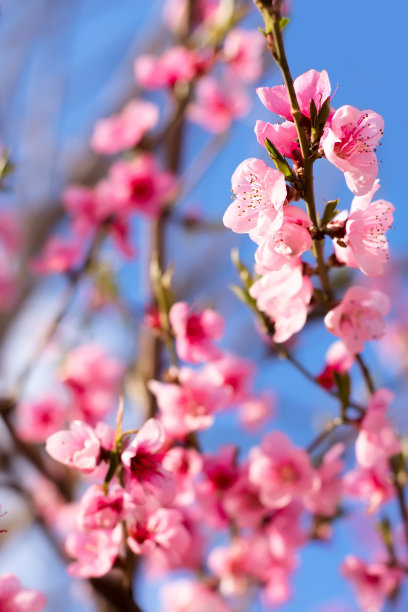 桃树上开着粉红色的桃花，选择性集中。天空背景是春天的桃花。图片下载