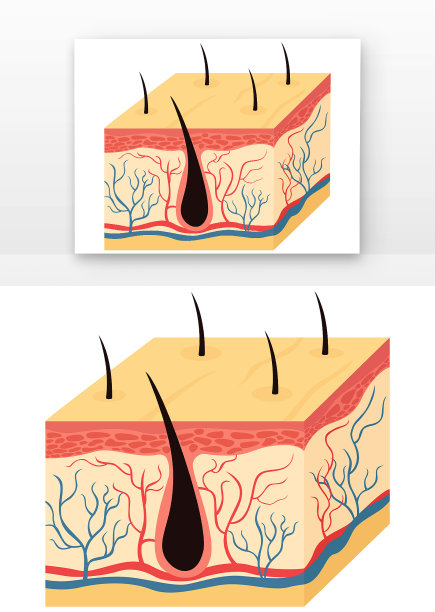 人体器官组织图片下载