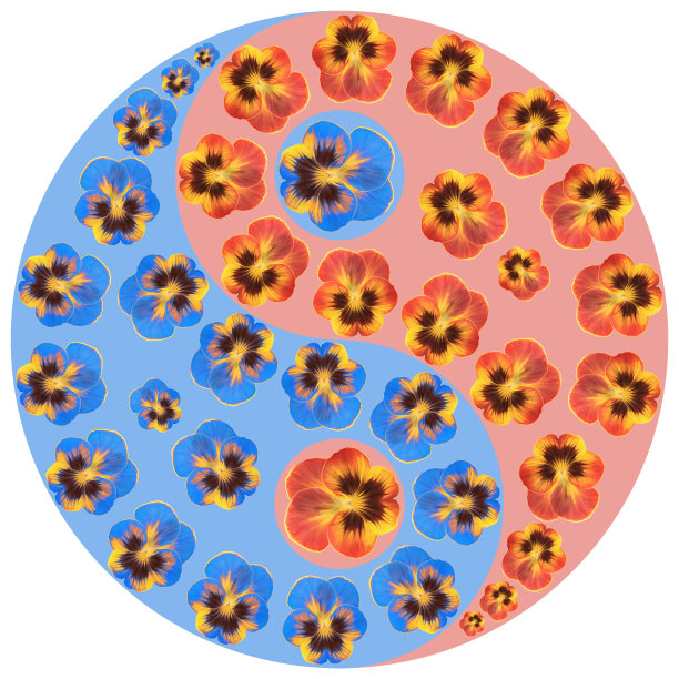 花象征阴阳。紫,紫百合。几何图案的阴阳符号，从植物的彩色背景，东方风格。象征阴阳来自花、花瓣。曼荼罗的花朵插图图片下载