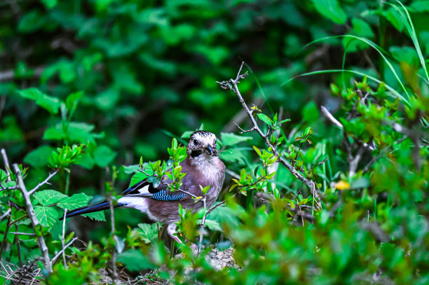 松鸦在树枝上。图片下载