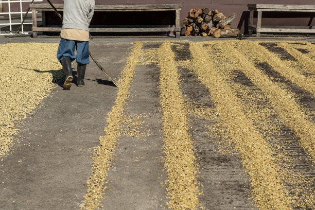 在热带太阳晒晒照片中，当地农民正将生咖啡豆撒在地上晾晒图片下载