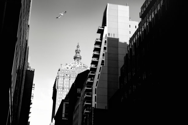 曼哈顿街道的城市景观，写字楼和飞鸟图片下载