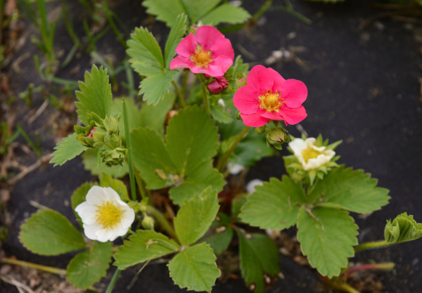 这是一张花园苗床的特写，这里生长着一种不同寻常的草莓，开着红色和白色的花。图片下载