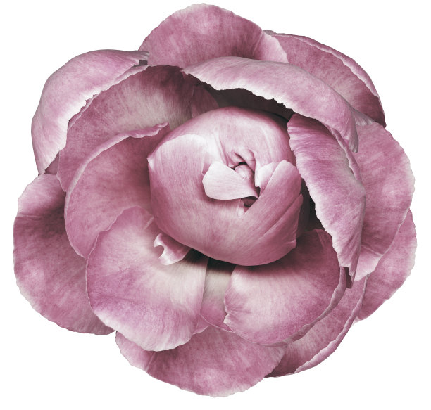粉色牡丹花在白色孤立的背景与修剪路径。特写镜头。为设计。大自然。图片下载