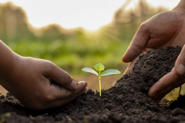 树木在人类手中，帮助在土壤中种树。植树造林、保护环境的理念。图片下载
