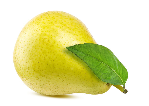 梨叶离生在白色背景上图片下载