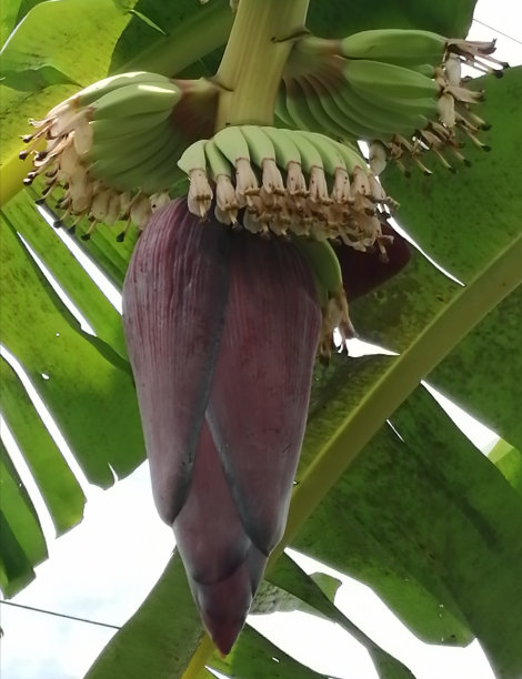 香蕉花图片下载