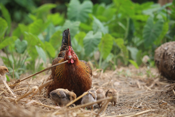 可爱的小鸡宝宝的美丽肖像图片下载