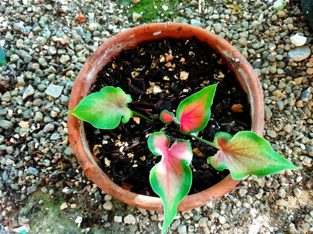 装饰植物图片下载