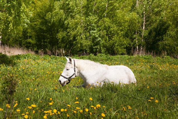 夏天马睡在草地上。一匹大白马躺在草地上。图片下载