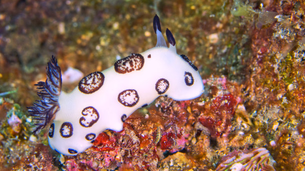 海蛞蝓，Lembeh，印度尼西亚图片下载