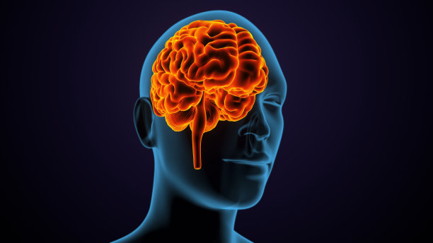 3d人类男性大脑解剖图。图片下载