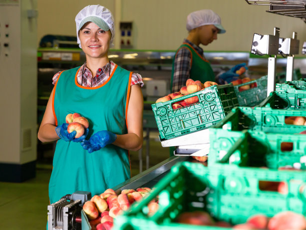 一名年轻女子手持桃子在装箱分类和检查质量图片下载