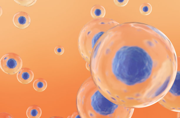 胚胎干细胞图片下载