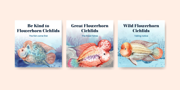 旗模板花角慈鲷鱼图片下载