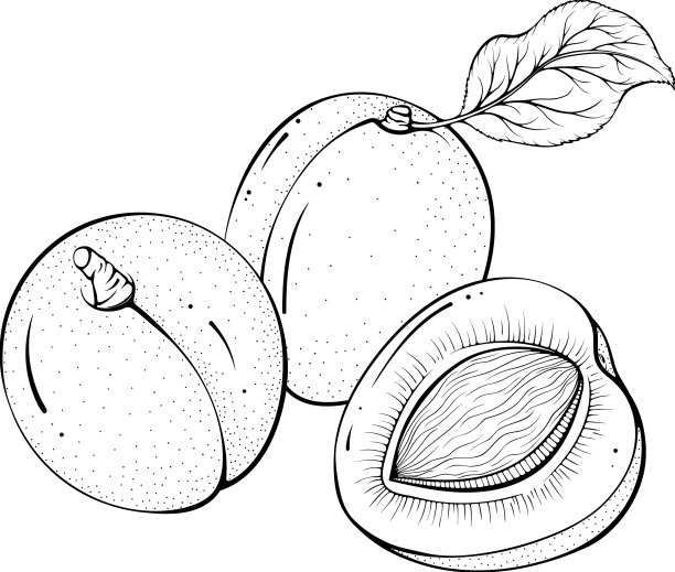 两个完整的半杏图片下载