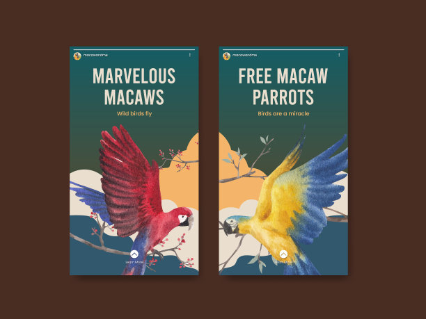 Instagram模板与金刚鹦鹉鸟图片下载