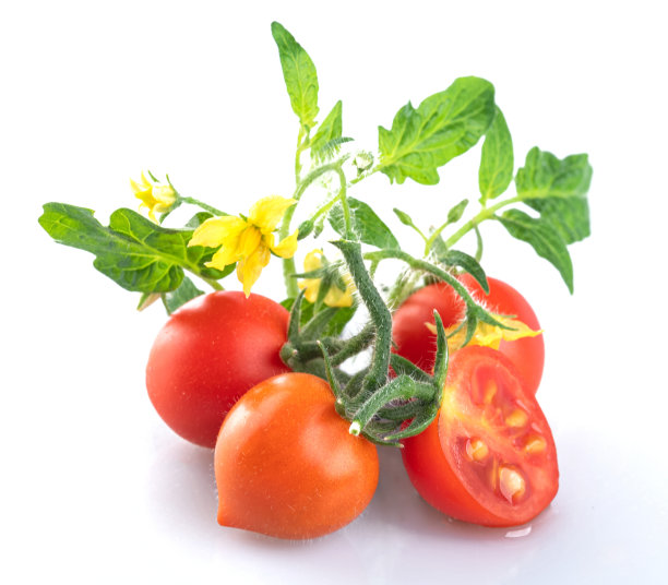 幼小的圣女果，有番茄的花和年轻的绿叶，孤立在白色的背景上图片下载
