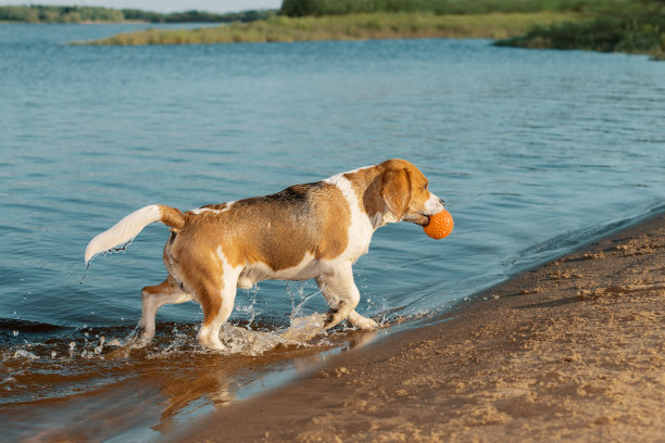 乡下一只狗嘴里叼着橘黄色的球从水里出来。图片下载