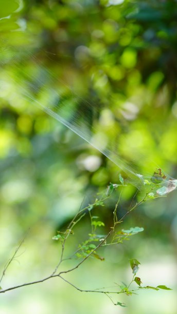 农场里的马卡迪卡贾拉图片下载
