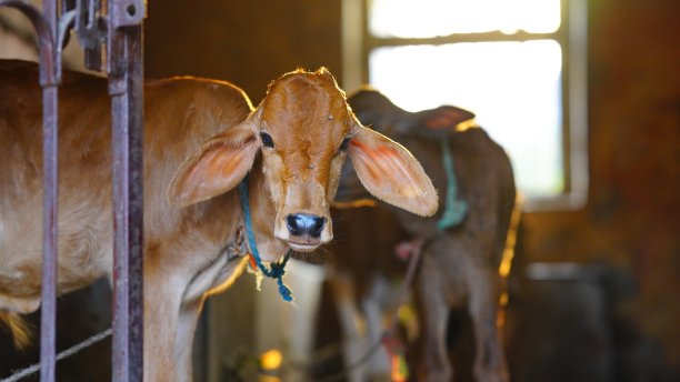 棕色可爱的小牛与太阳剥皮图片下载