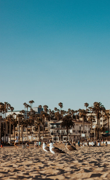 沙滩上的海鸥图片下载