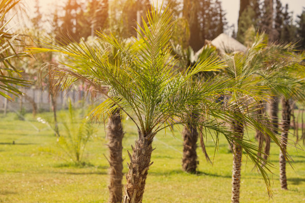 在花园或公园苗圃中生长的幼棕榈。炎热的下午烈日当空图片下载