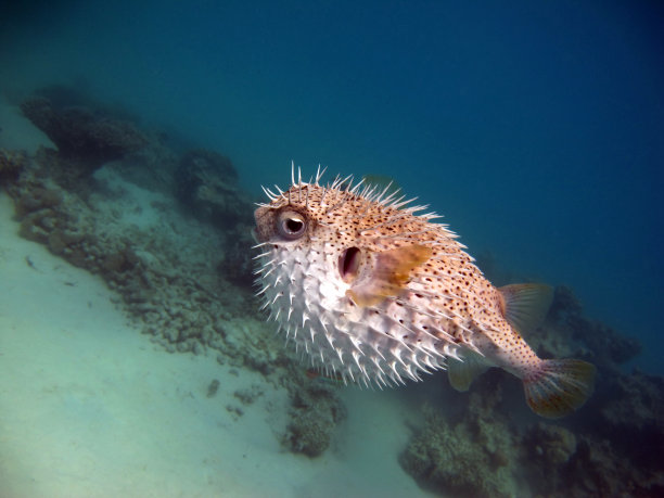 刺猬鱼图片下载