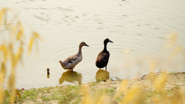 水面上的黑白天鹅图片下载