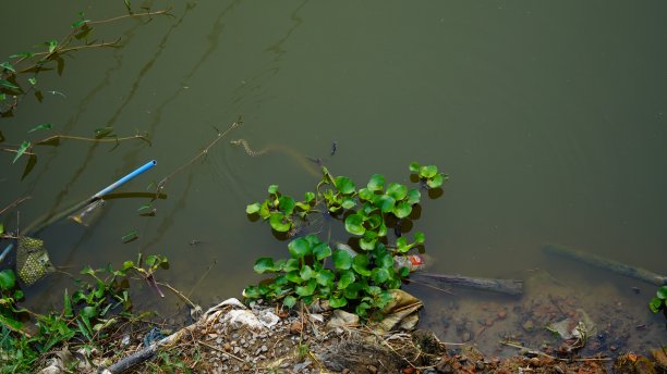 蛇在水中的形象图片下载