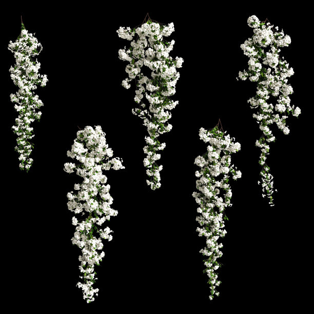 3d插图的白色九重葛spectabilis分支花孤立在黑色背景图片下载
