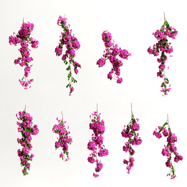 3d插图的粉红色九重葛spectabilis分支花孤立在白色背景图片下载