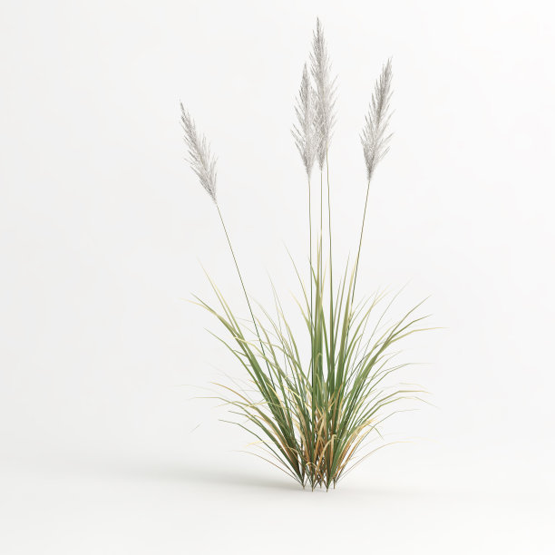 芦苇孤立在白色背景的3d插图图片下载