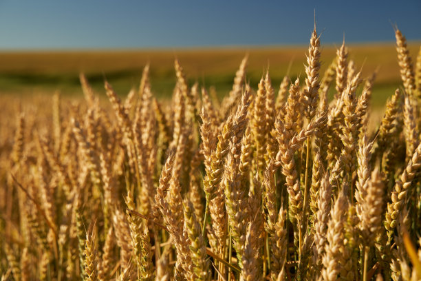 小麦在阳光下成熟图片下载