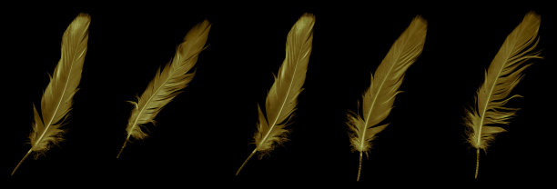 黑色孤立背景上的金鹅毛鹅图片下载